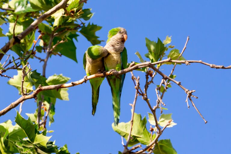 Parrots,Perched,On,A,Tree,Branch.,Urban,Birds,With,Green