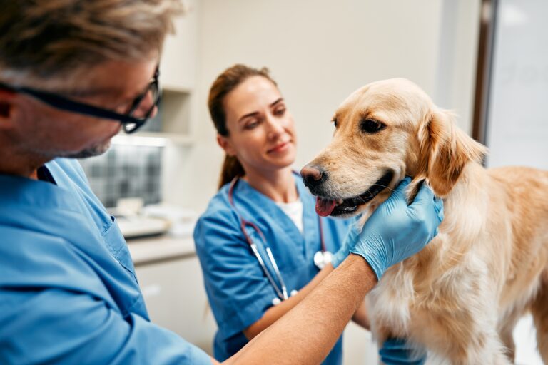 Veterinarians,Doctors,In,Blue,Uniforms,Conduct,A,Routine,Examination,Of
