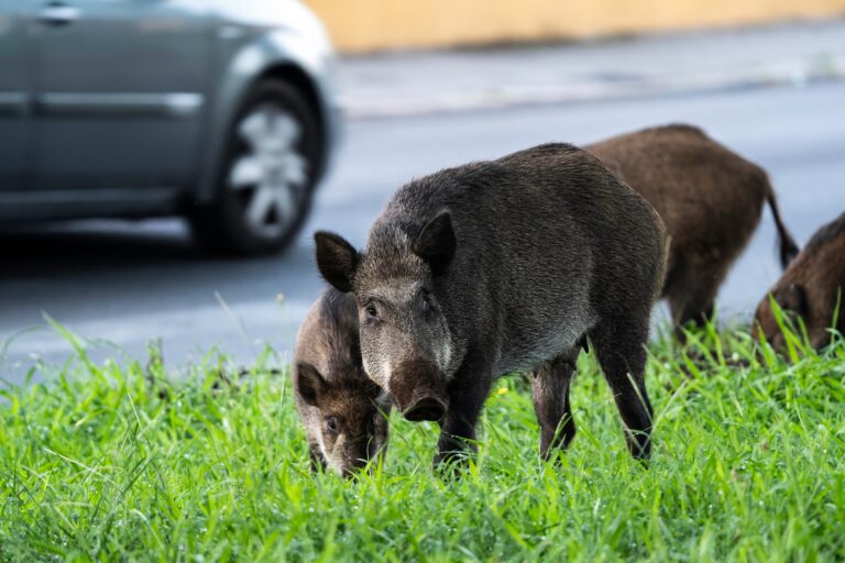 Wild,Boar,Family,Foraging,Near,An,Urban,Road,,Posing,A