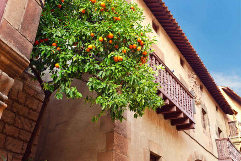 Orange,Tree,In,Old,Town,,,Spain,,barcelona