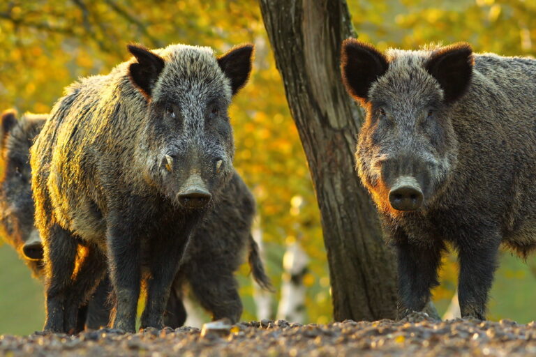 Curious,Wild,Boars,Looking,At,The,Camera,(,Sus,Scrofa