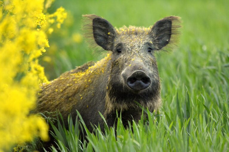 Wild,Boar,In,The,Corn