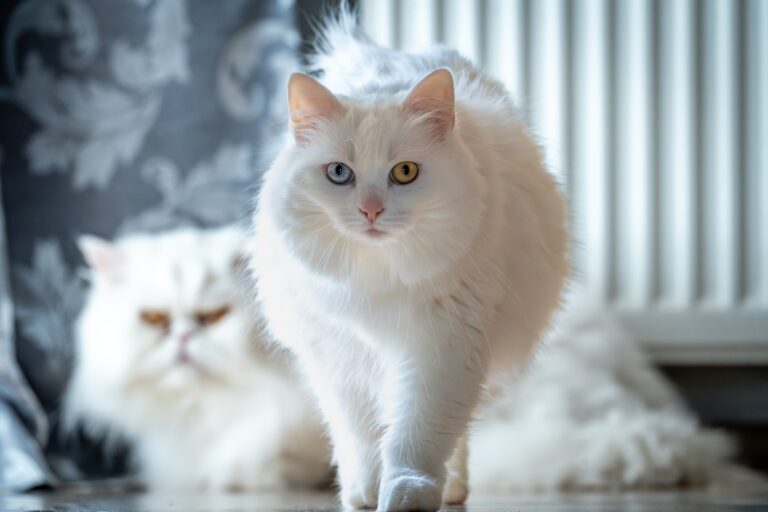 Two,Beautiful,White,Persian,Cats,,Male,And,Female.