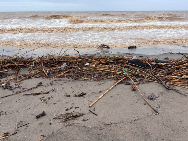 Spain,,Mediterranean,Sea,Coast,-,Aftermath,Of,A,Storm:,Bamboo