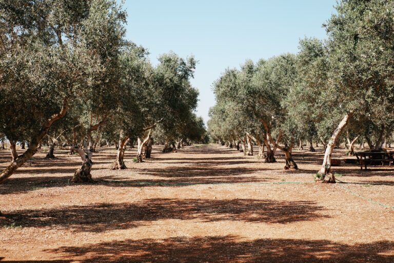Serene,Field,Featuring,A,Row,Of,Lush,Olive,Trees,,Showcasing