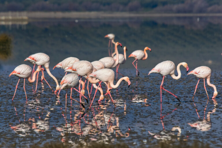 Group,Of,Common,Or,Pink,Flamingo,(phoenicopterus,Roseus),In,The