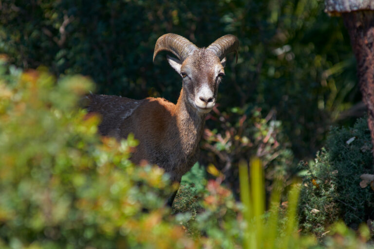 Young,Male,European,Mouflon,(ovis,Orientalis,Musimon),In,Sierra,De