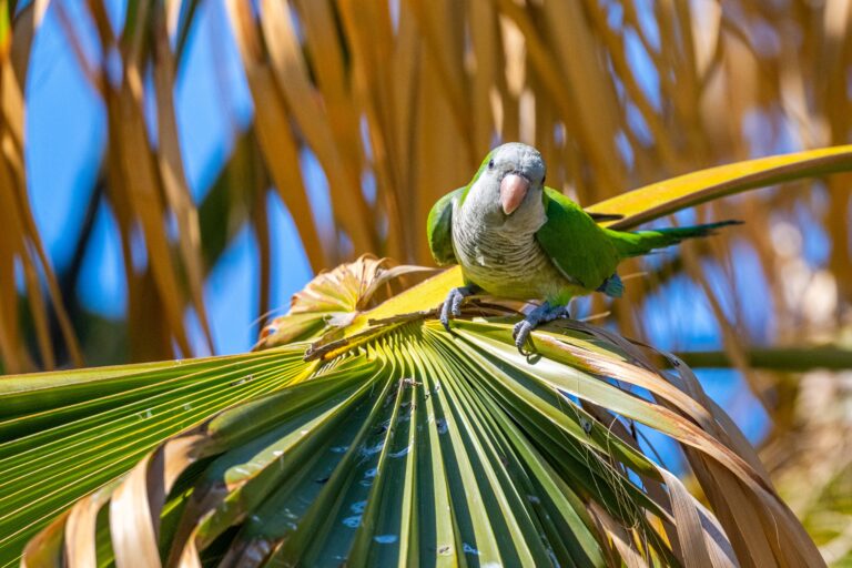 Monk,Parakeet,,Myiopsitta,Monachus,,Malaga,,Spain.