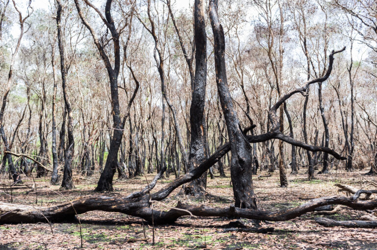 Charred,And,Blackened,Forest,After,A,Fire,Has,Passed,Through