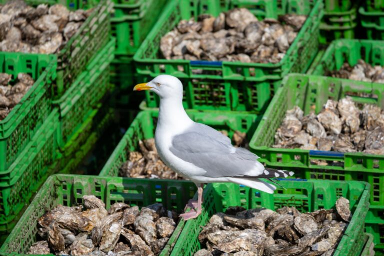 Seagull,Sitting,On,Olastic,Boxes,Full,Of,Fresh,Creuse,Oysters