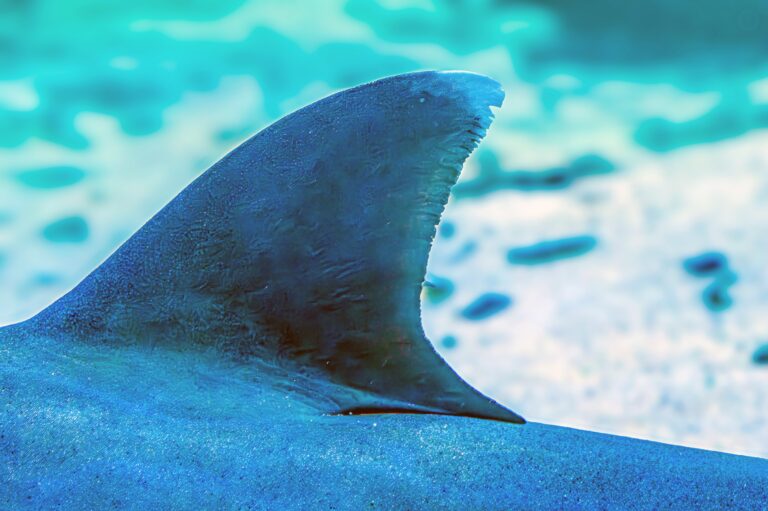 Shark,Fin.,Underwater,Photo,Of,A,Tawny,Nurse,Shark,Lying