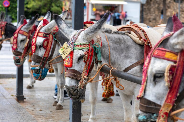 Row,Of,Donkey,Taxis,On,The,Village,Of,Mijas,,Spain.