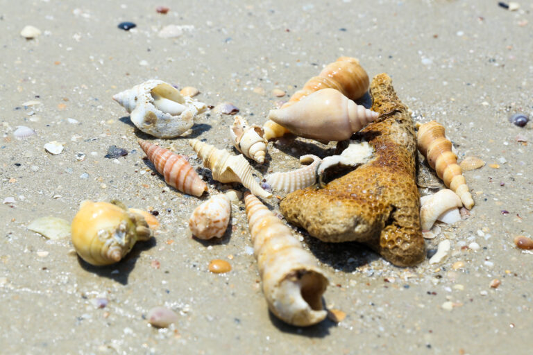 Seashells,Lie,On,The,Sand