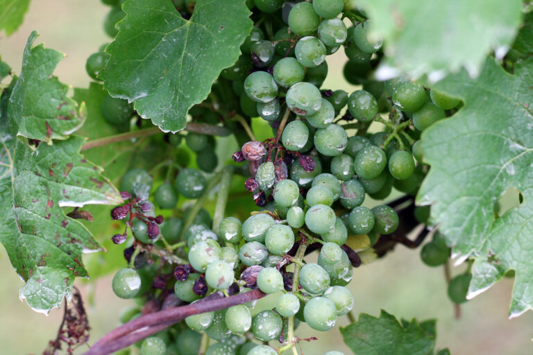 Plasmopara,Viticola,On,The,Vine.,Grape,Disease.