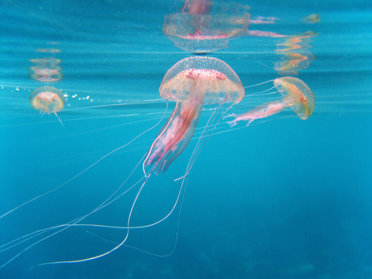 Dangerous,Jellyfish,Pelagia,Noctiluca,With,Reflections,Under,Water,Surface,,Mediterranean