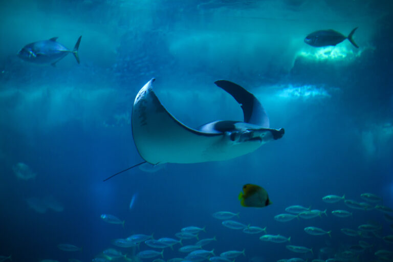 Devil,Fish,(mobula,Mobular),,Also,Known,As,The,Giant,Devil