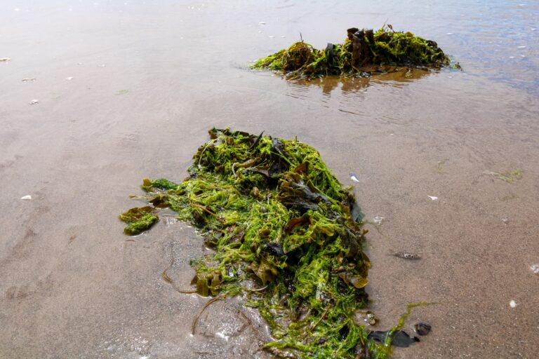 Seaweed,,Rich,In,Nutrients,And,Antioxidants,,Washes,Up,On,The