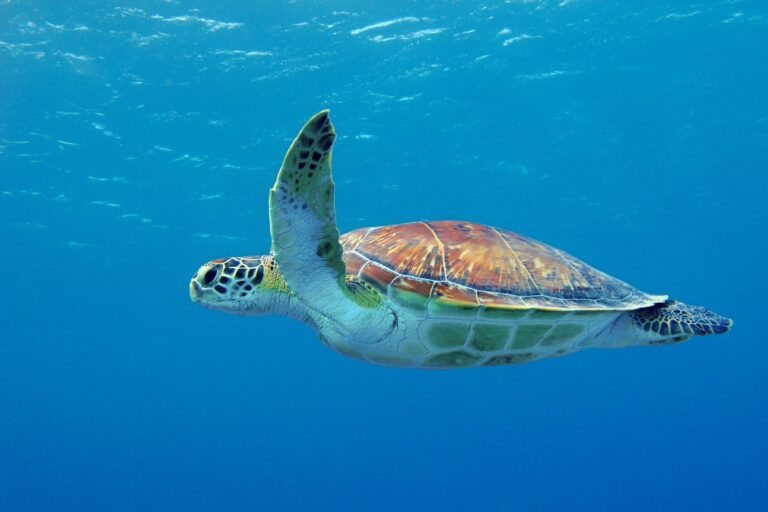 Cute,Sea,Turtle,Swimming,In,The,Blue,Ocean,Close,To