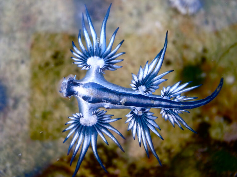 Blue,Dragon,,Glaucus,Atlanticus,,Blue,Sea,Slug