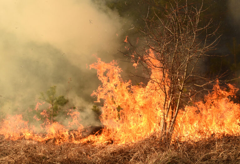 Wildfire,,Forest,Fire,,Burning,Forest,,Field,Fire,