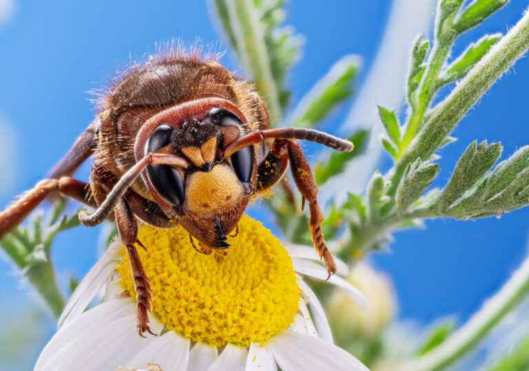 Macro,Shot,Of,Hornet,Insect,Eating,Nectar,Of,Daisy,Flower.