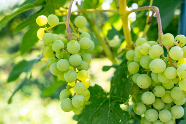 Green,Grapes,On,The,Vine.,Wine,Grapes,For,The,Production