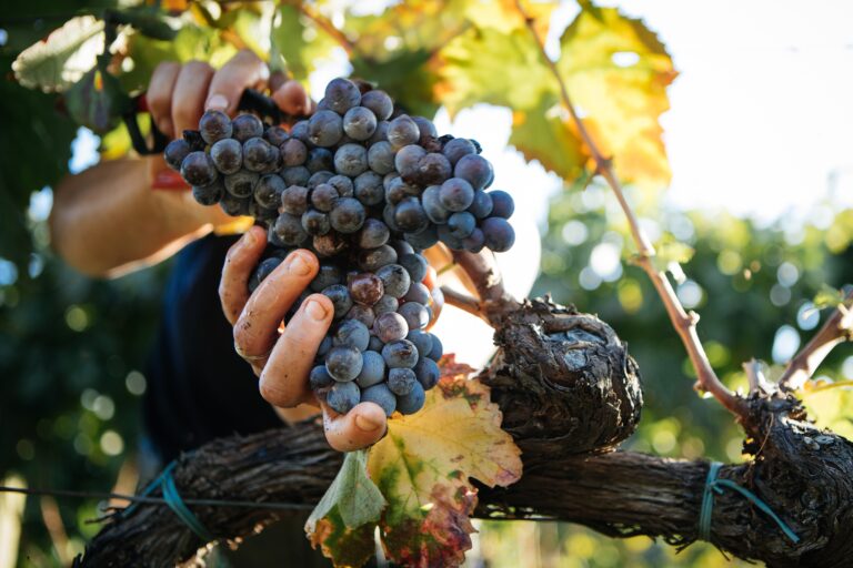 Harvest,Of,Grapes,With,Hands,,Italian,Vineyard,On,Mount,Etna,