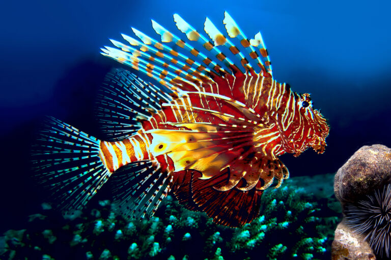 Lionfish,,Siam,Bay.,Province,Trat.,Koh,Chang,Island.,Thailand