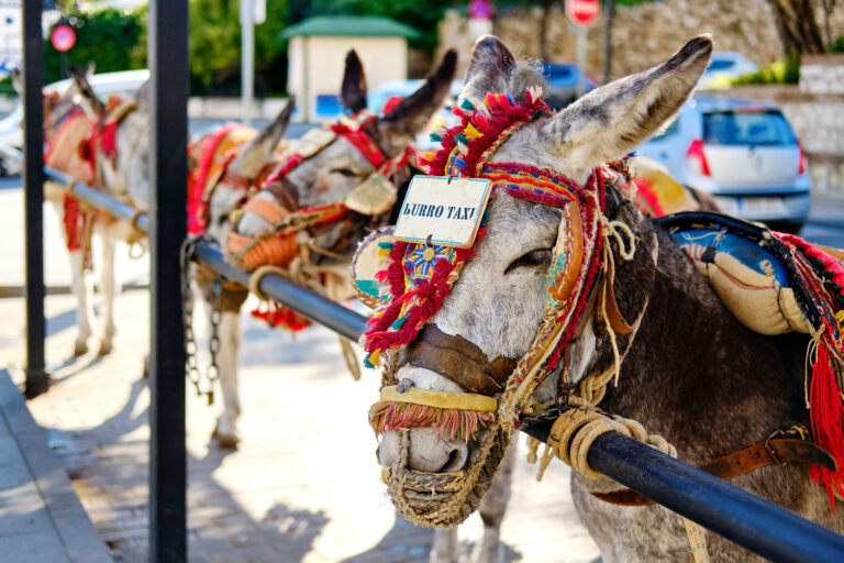 Donkey,Taxi,Landmark,In,Mijas,White-washed,Spanish,Village.,Lot,Of