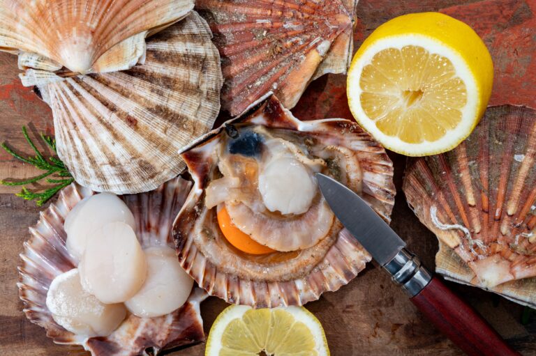 Atlantic,Bay,Scallops,Coquille,St.,James,Sea,Shells,,In,Shells