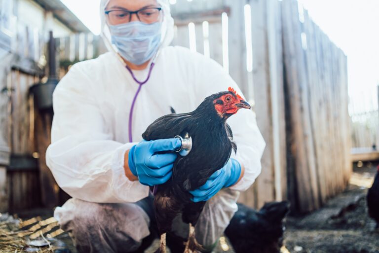 Man,Veterinarian,Wearing,Protective,Gear,Examines,Black,Chicken,With,Stethoscope,