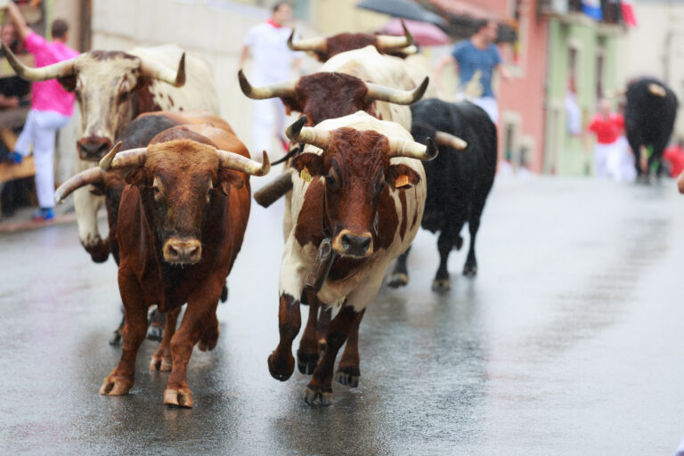 Bulls,Are,Running,In,Street,During,Festival