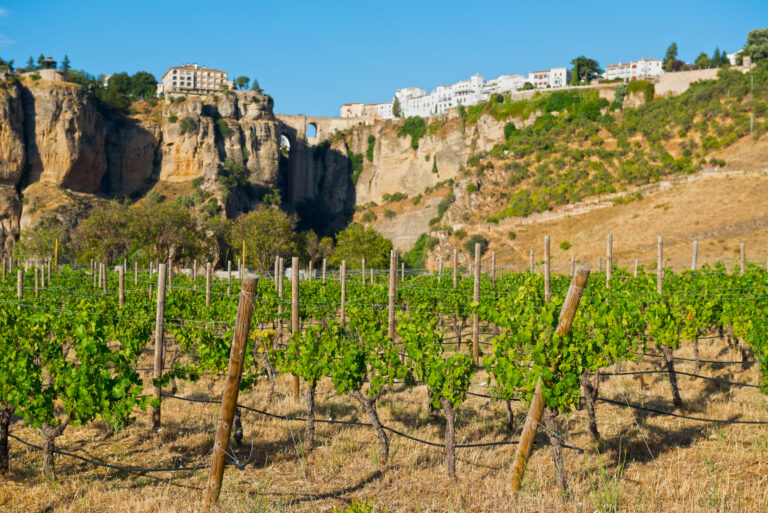 Vineyards,Near,Ronda,Town,In,Andalucia,,Spain.