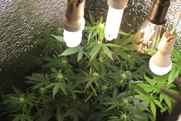 Home-grown,Marijuana.,Cannabis,In,The,Flowerpot.,Blooming,Marijuana,Plant,In