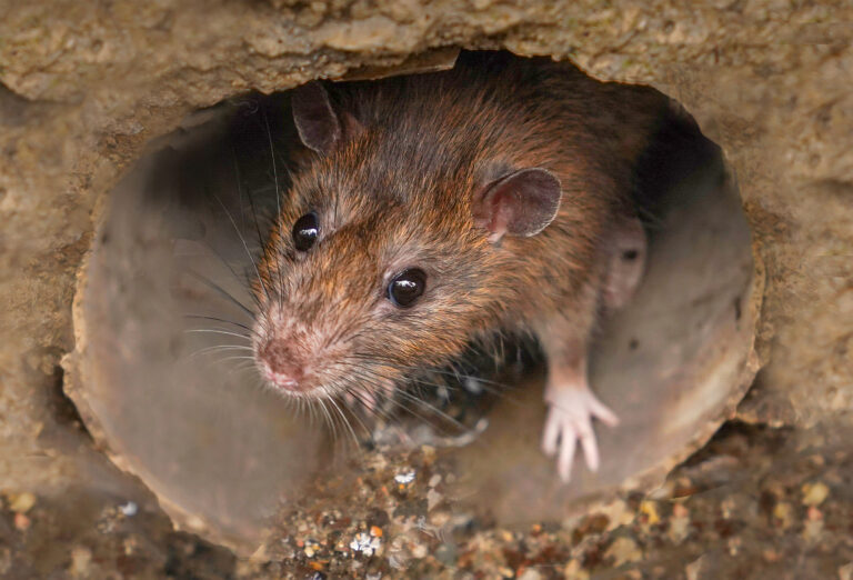 Closeup,Of,A,Rat,Looking,Toward,The,Camera,From,Sewer