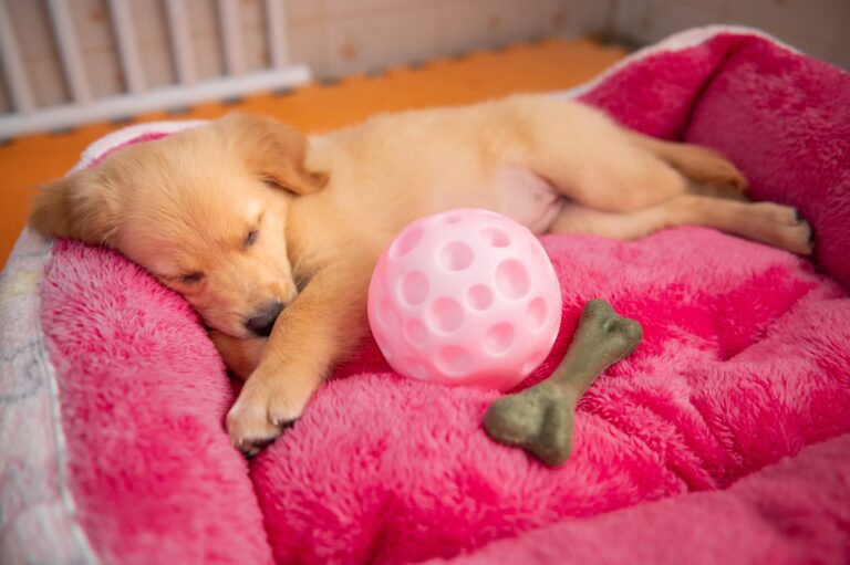 Little,Cute,Golden,Retriever,Sleeping,On,Bed,With,Toy