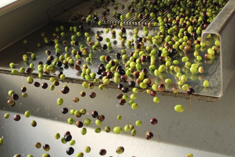 Washing,Olives,And,Oil,Production,In,A,Small,Artisanal,Crusher