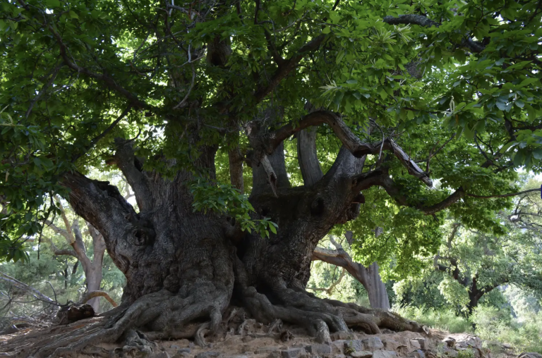 Screenshot 2026-01-27 at 08.23.51