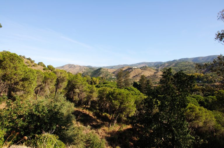 View,Over,The,Treetops,Towards,The,Montanas,De,Malaga,At