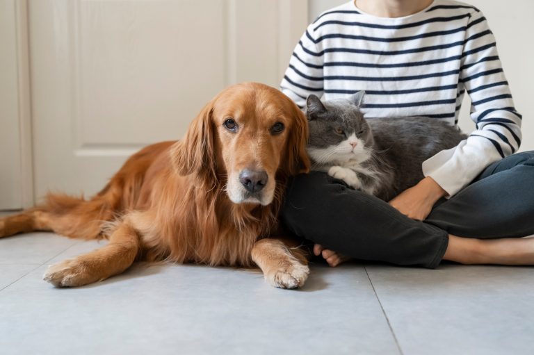 Golden,Retriever,And,British,Shorthair,Accompany,Their,Owner