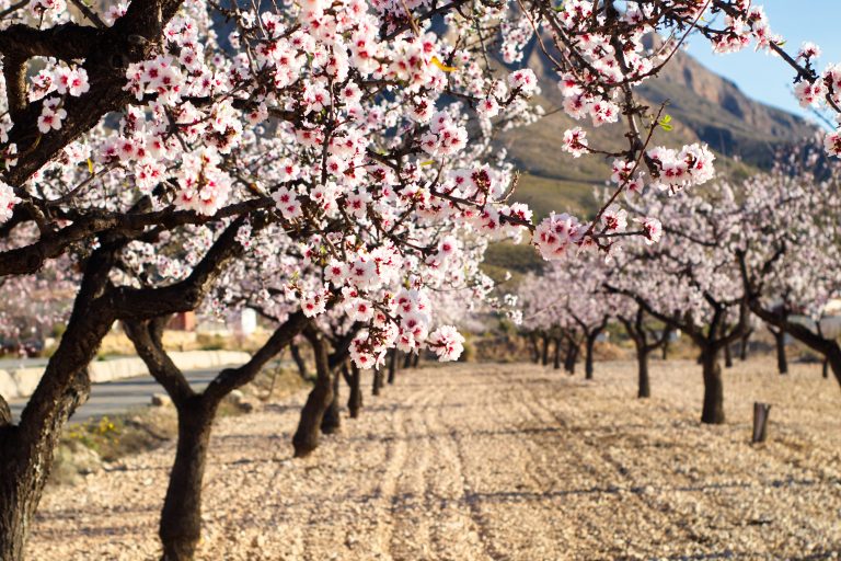 Beautiful,And,Colorful,Almond,Flower,In,Full,Bloom