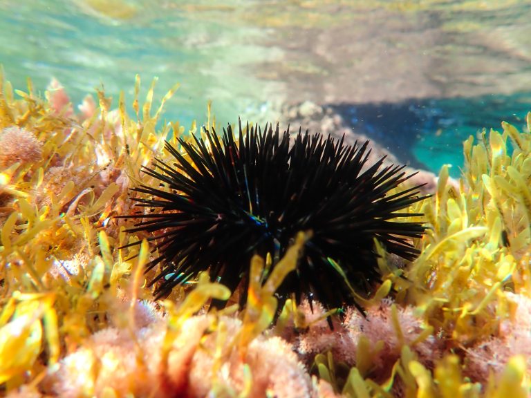 Black,Sea,Urchin,Under,Water,In,Mediterranean,Sea,,,Black