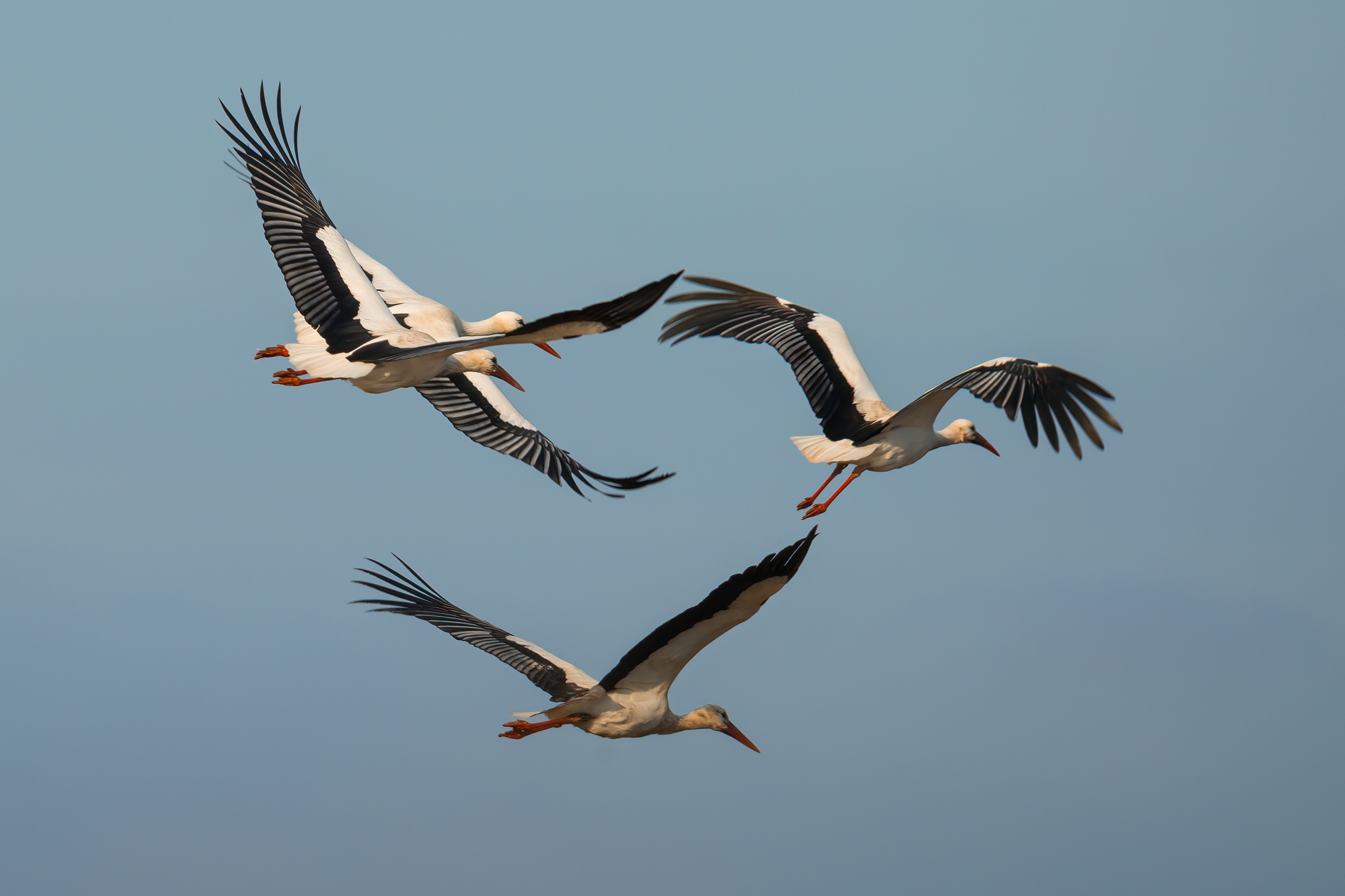 shutterstock_2547244451