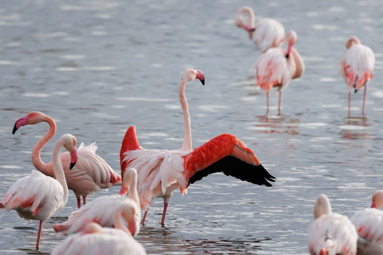Greater,Flamingo,With,Open,Wings,Among,A,Group,Of,Flamingos,