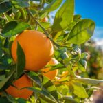 Apelsinblomsterrutten – Ruta del Azahar