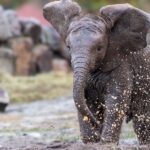 Ny elefantunge på Selwo Aventura