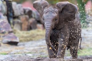 Ny elefantunge på Selwo Aventura