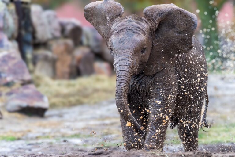 Ny elefantunge på Selwo Aventura