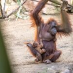 Orangutangunge född i Fuengirola
