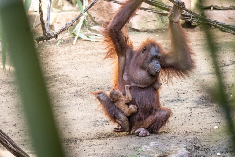 Orangutangunge född i Fuengirola